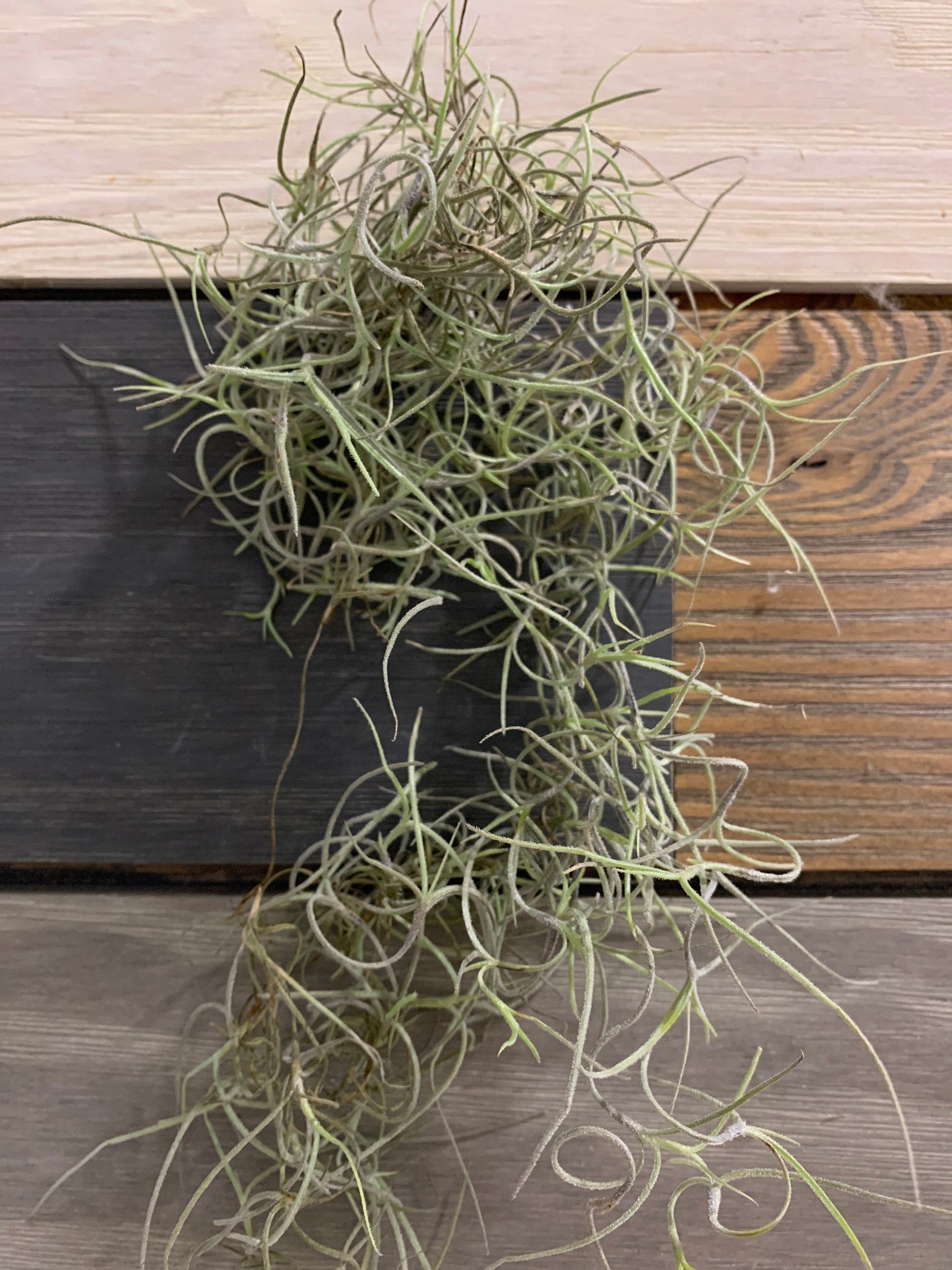 mossfish air plant Spanish Moss