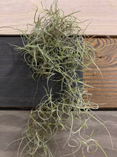Load image into Gallery viewer, Spanish Moss - Live Spanish Moss Tillandsia Usneoides Hanging Air Plant Live Peruvian Moss Tillandsia Plant Plants Airplants Tillandsia
