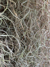 Load image into Gallery viewer, Spanish Moss - Live Spanish Moss Tillandsia Usneoides Hanging Air Plant Live Peruvian Moss Tillandsia Plant Plants Airplants Tillandsia
