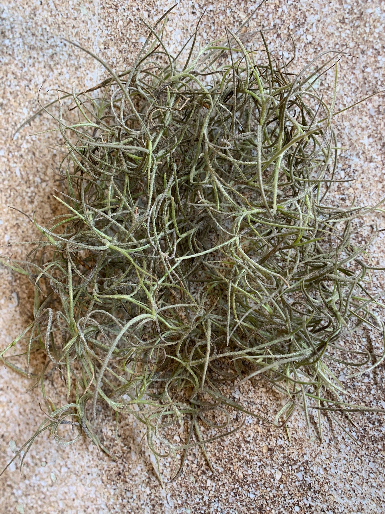 mossfish air plant Spanish Moss