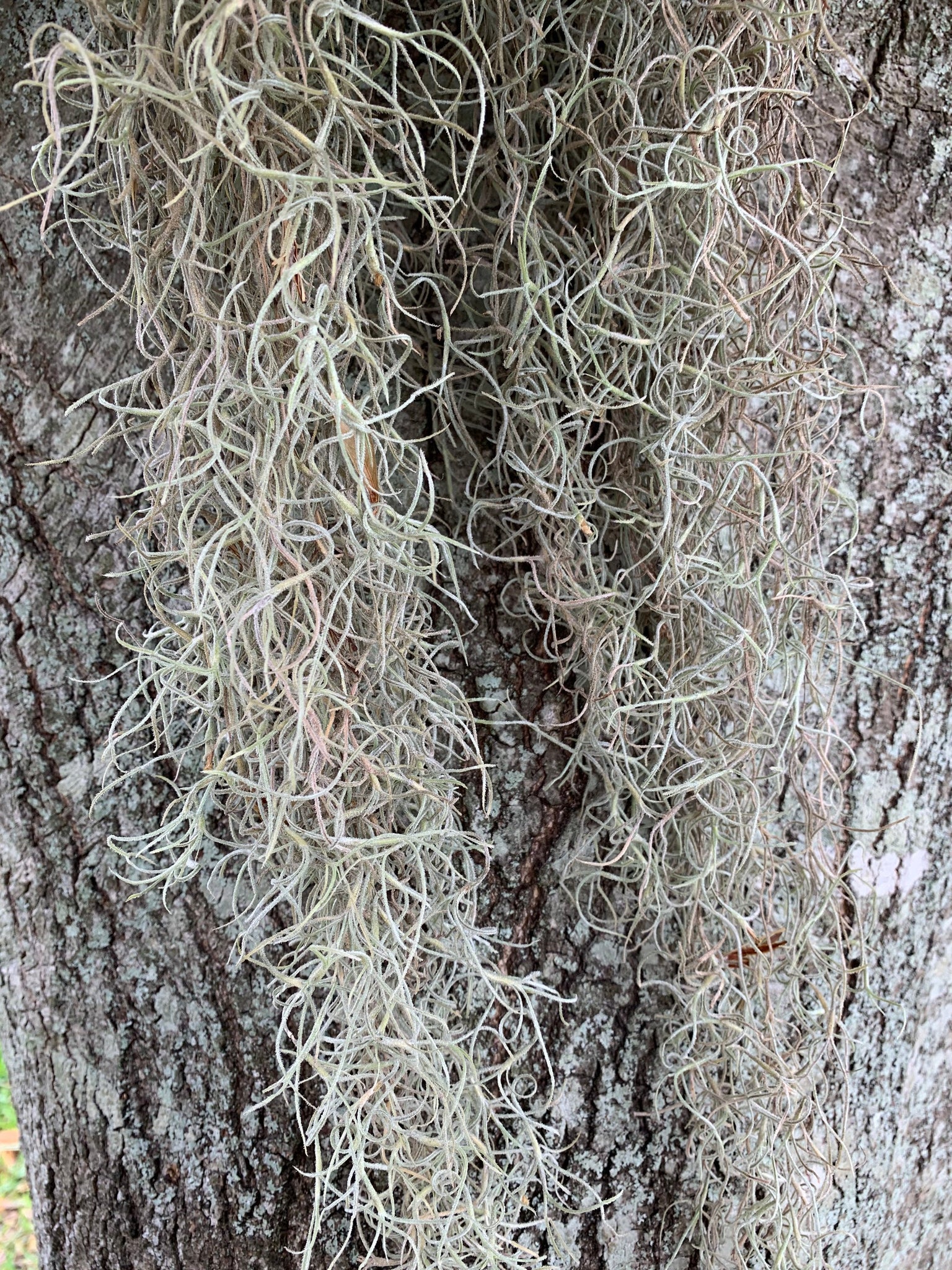 hanging moss plant Spanish Moss