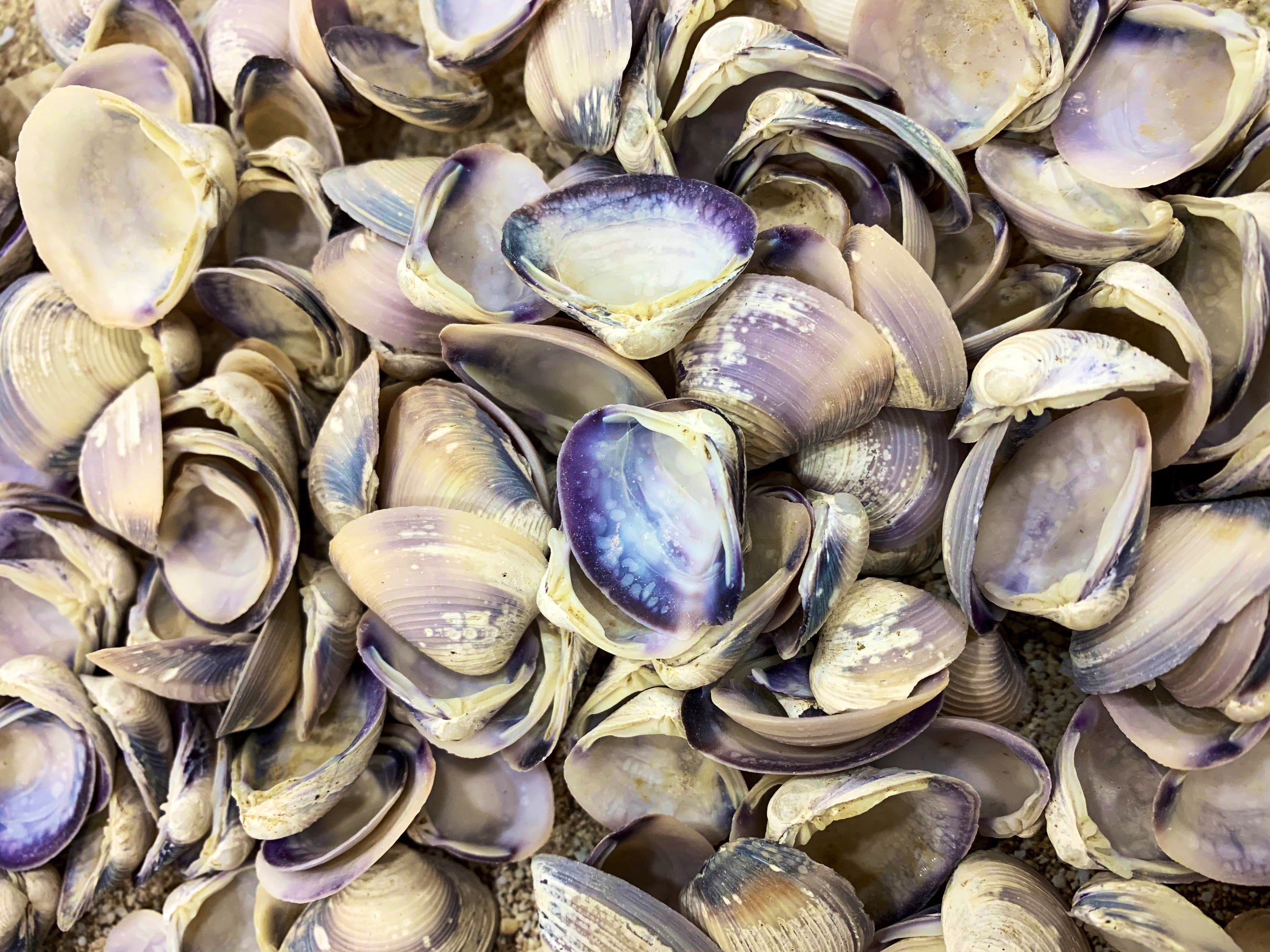 Purple Baby Clam Shells, Purple Clam Shells, Purple Seashells, Purple ...