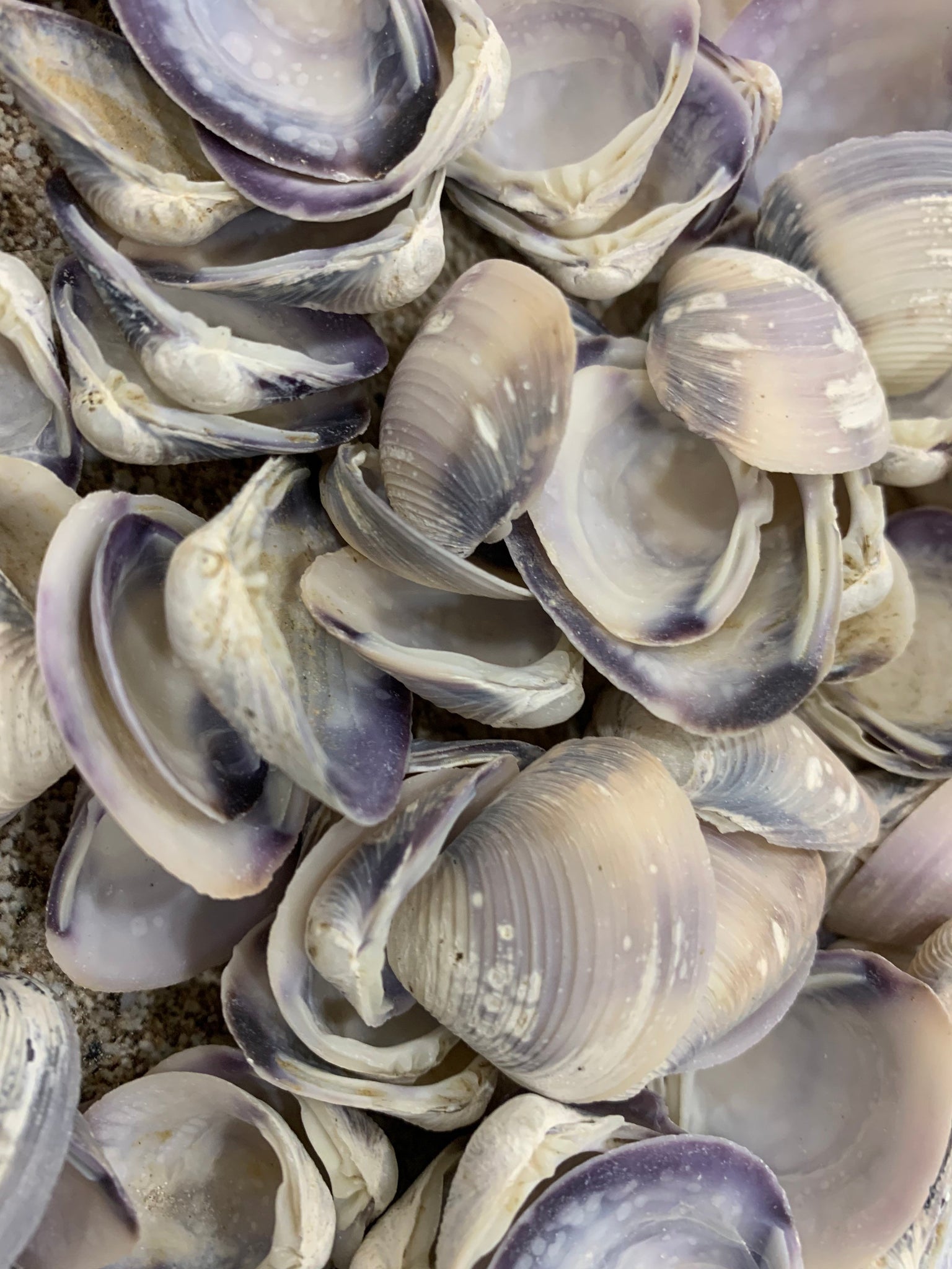 Purple Baby Clams-0.50.75purple Clam Shells-purple Seashells