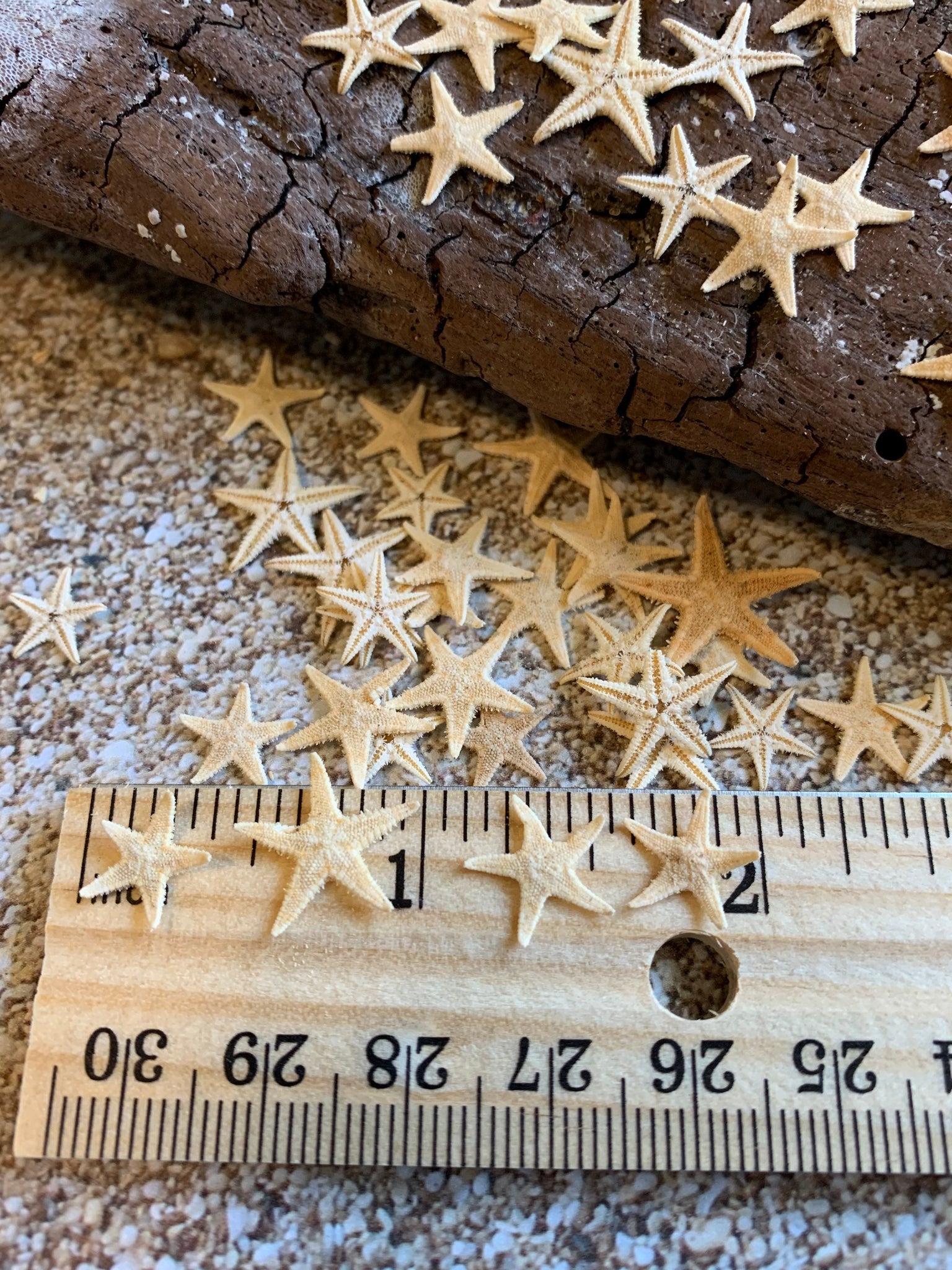  LUCKY BABY 16pcs Natural Starfish for Crafts, 1.9-5 Inch Bulk  Star Fish Shells Ornaments for Decor, Flat Sea Stars for Wedding Decoration  : Home & Kitchen