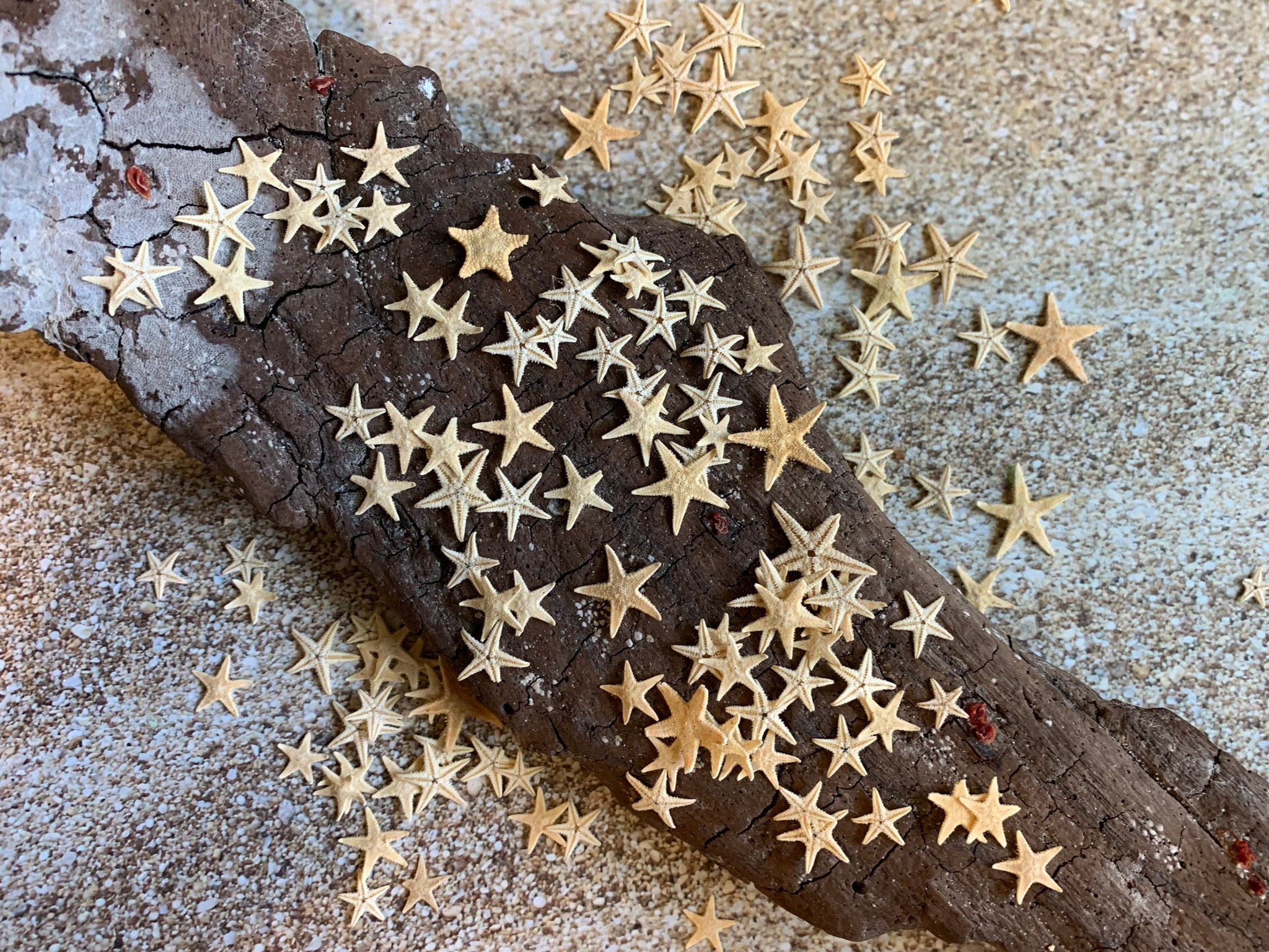  12 Extra Large Size Starfish - Tan Flat Sea Stars (3.3 - 4.3  / 85-110 mm), Beach Crafts, Wedding Invitations : Home & Kitchen