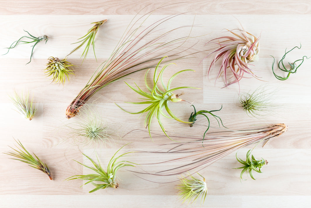 air plants bulk order Tillandsia Air Plant WHOLESALE Mix, Guatemala Air Plant, Air Plant Var – Florida Shells And More