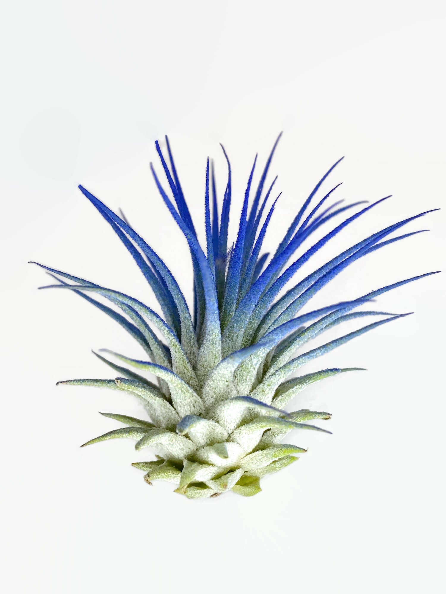 Blue Ionantha Guatemala Tillandsia Air Plant, Guatemala Air Plant, Air –  Florida Shells And More
