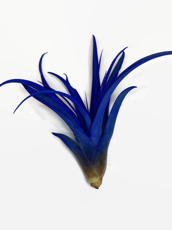blue air plants Blue Tillandsia Capitata Air Plant, Ionantha Air Plant, Air Plants, Beach  Wedding Decor, Wedding Favor, Tillandsia, Terrarium