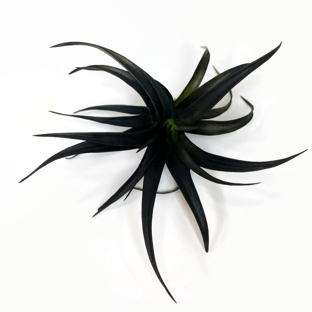 black river air plant co Black Tillandsia Capitata Air Plant, Ionantha Air Plant, Air Plants, B – Florida Shells And More