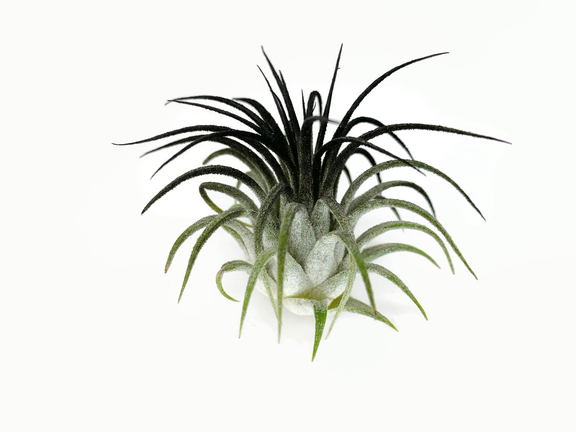 black air plant Black Ionantha Guatemala Tillandsia Air Plant, Guatemala Air Plant, Air Plant, Airplant, Wholesale Terrarium, Enhanced AirPlants