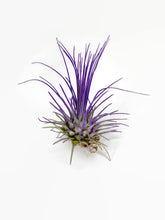 Load image into Gallery viewer, Purple Ionantha Guatemala Thin Air Plant, Guatemala Air Plant, Air Plant, Airplant, Wholesale Terrarium, Enhanced AirPlants
