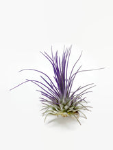 Load image into Gallery viewer, Purple Ionantha Guatemala Thin Air Plant, Guatemala Air Plant, Air Plant, Airplant, Wholesale Terrarium, Enhanced AirPlants
