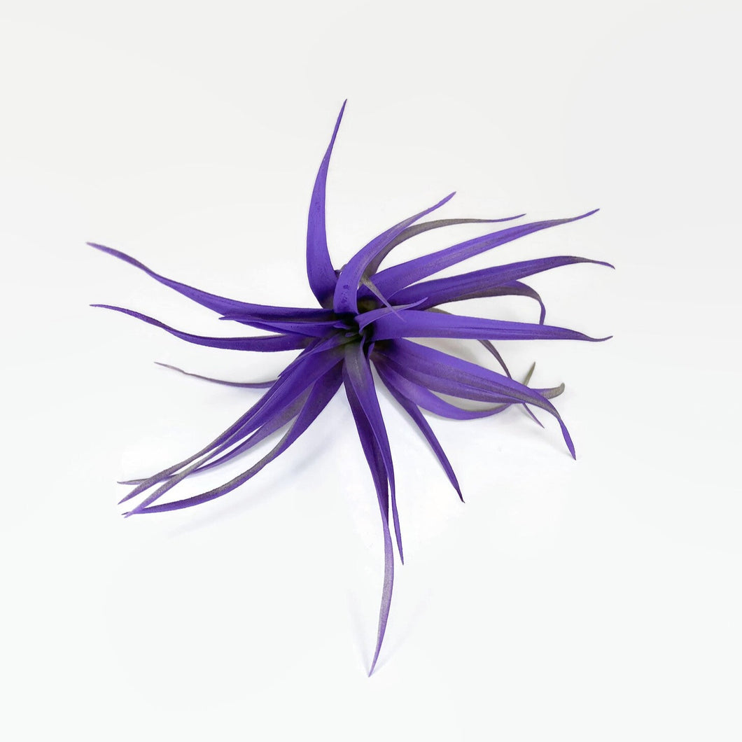 air plant with purple flowers Purple Tillandsia Capitata Air Plant, Ionantha Air Plant, Air Plants, – Florida Shells And More