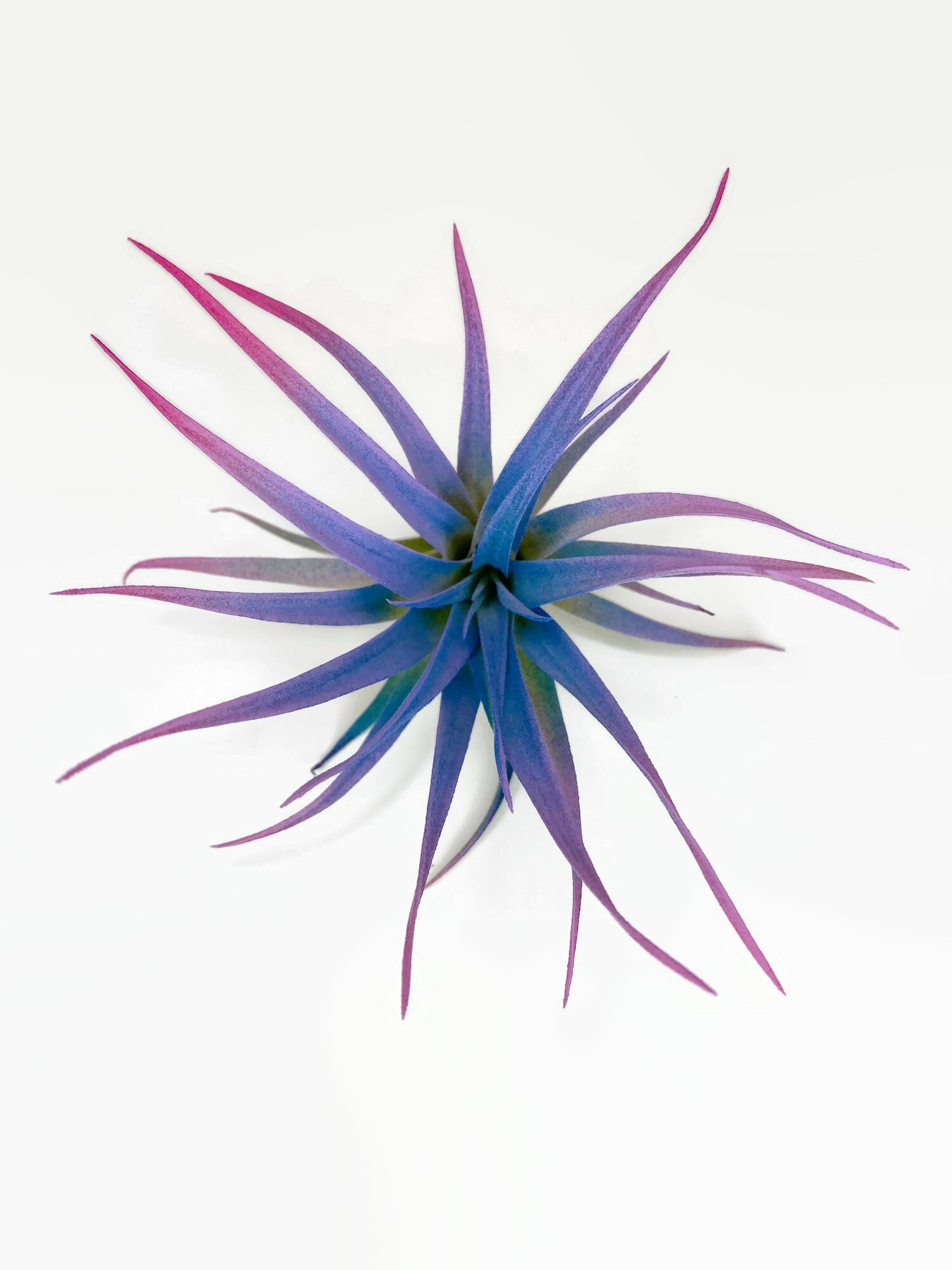 Rainbow Colored Tillandsia Capitata Air Plant, Ionantha Air Plant, Air –  Florida Shells And More