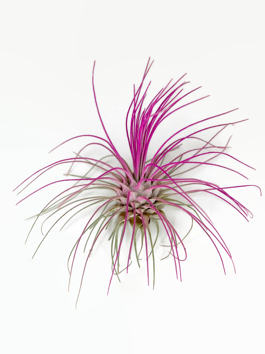 pink air plant Pink Ionantha Guatemala Thin Air Plant, Guatemala Air Plant, Air Plant – Florida Shells And More