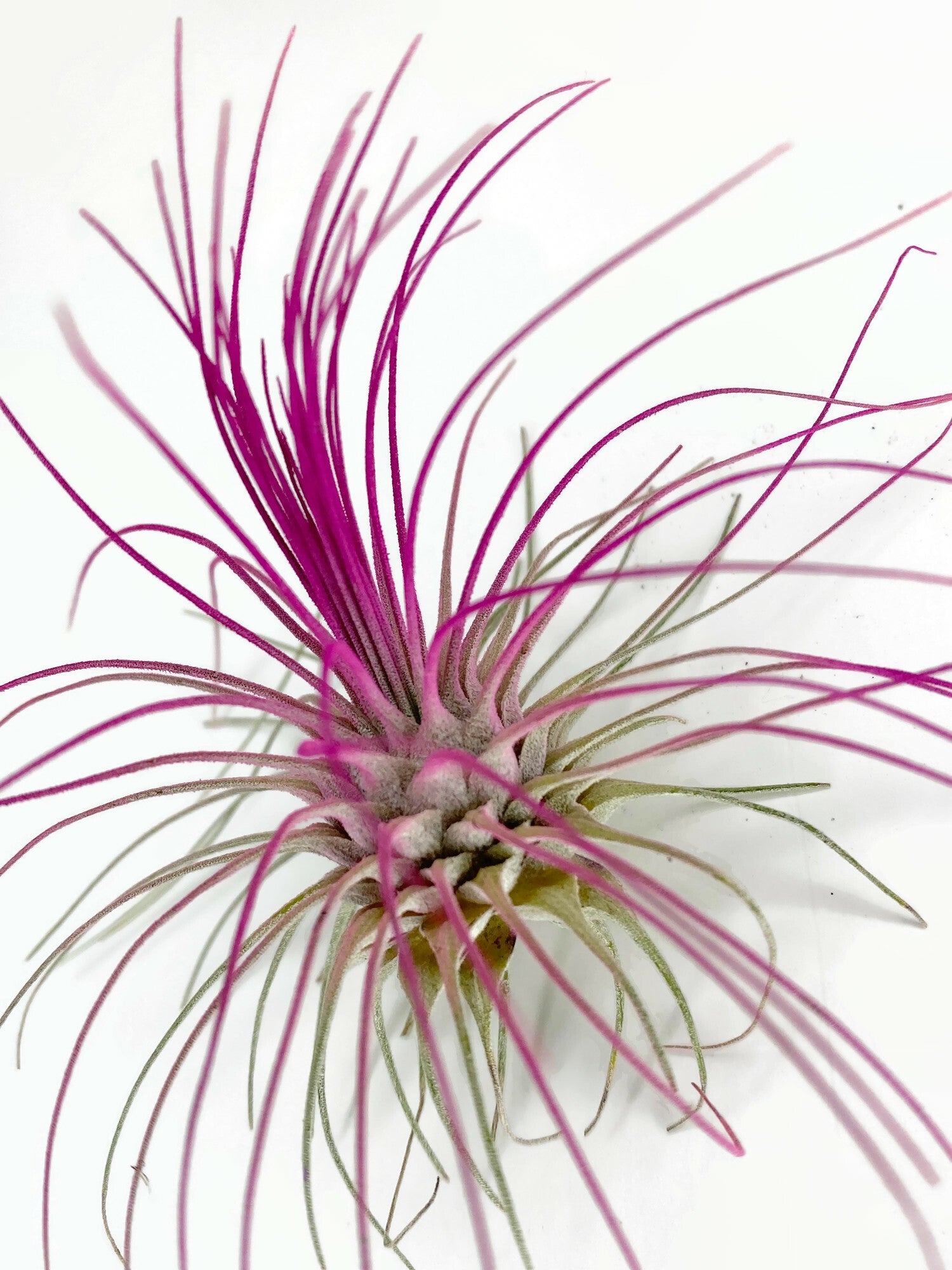 air plant pink Pink Ionantha Guatemala Thin Air Plant, Guatemala Air Plant, Air Plant,  Airplant, Wholesale Terrarium, Enhanced AirPlants