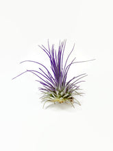 Load image into Gallery viewer, Purple Ionantha Guatemala Thin Air Plant, Guatemala Air Plant, Air Plant, Airplant, Wholesale Terrarium, Enhanced AirPlants
