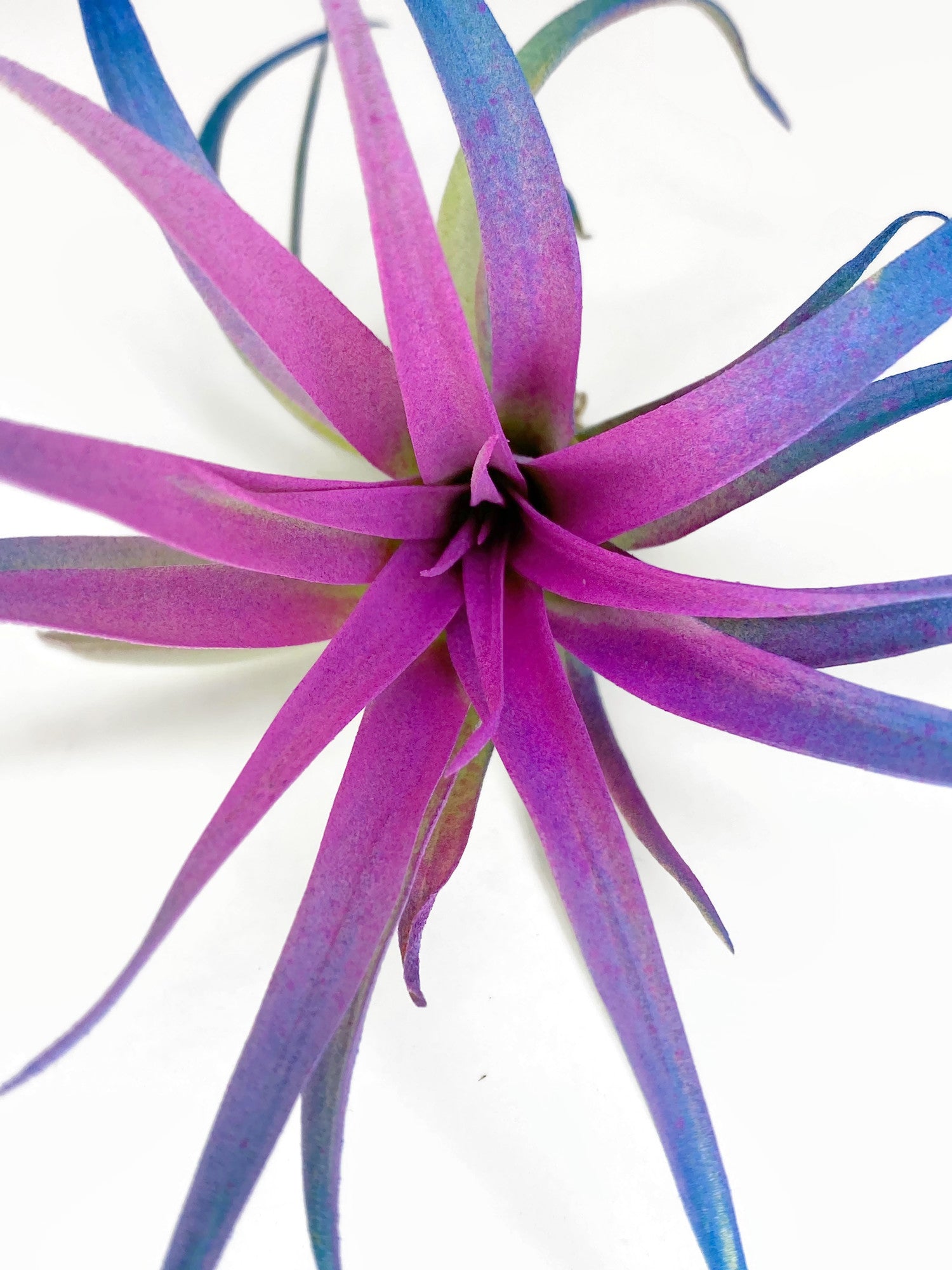 Rainbow Colored Tillandsia Capitata Air Plant, Ionantha Air Plant, Air –  Florida Shells And More