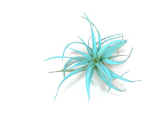 Load image into Gallery viewer, Jade Green Tillandsia Capitata Air Plant, Ionantha Air Plant, Air Plants, Beach Wedding Decor, Wedding Favor, Tillandsia, Terrarium
