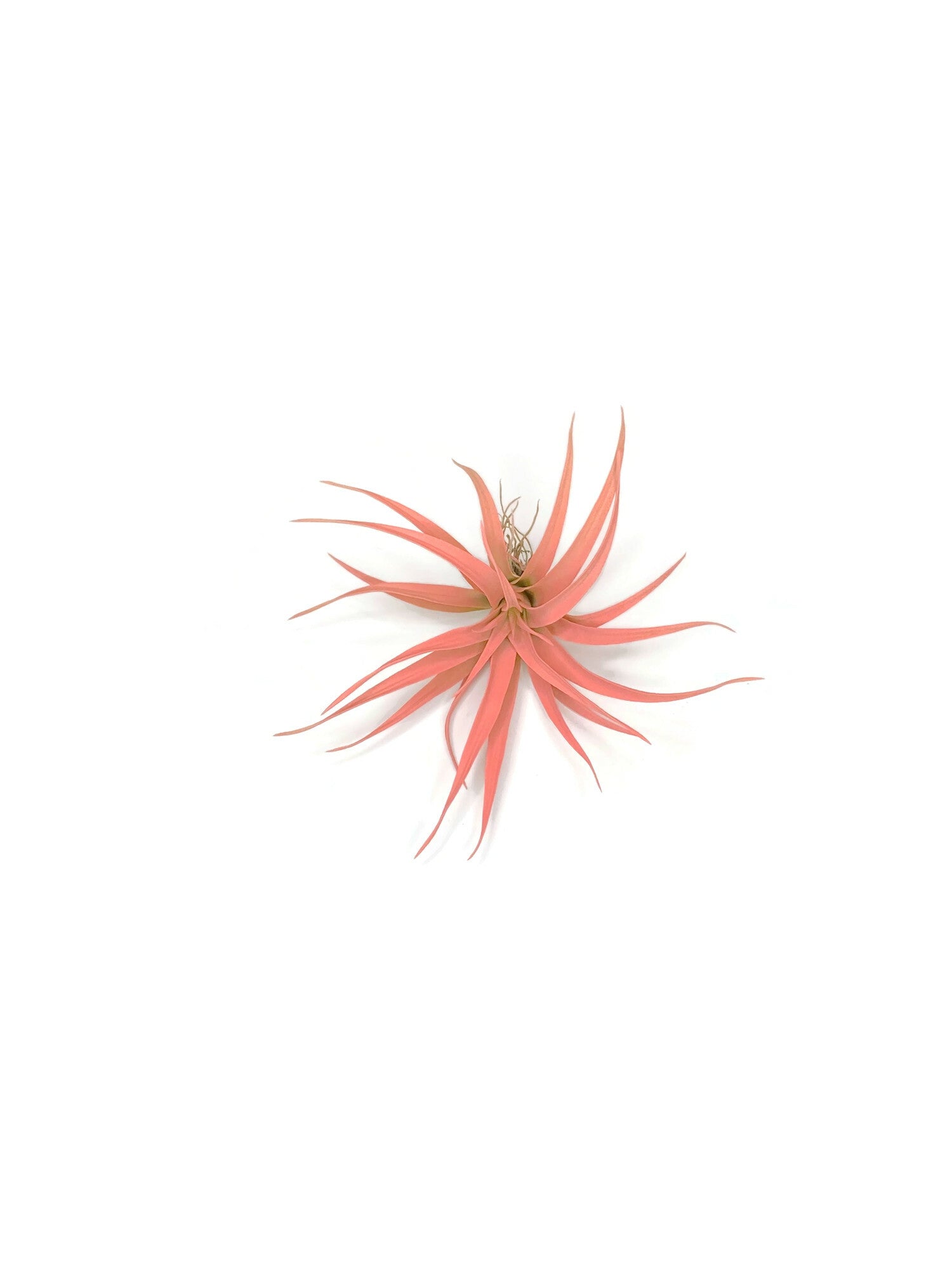 capitata peach air plant Peach Tillandsia Capitata Air Plant, Ionantha Air Plant, Air Plants, B –  Florida Shells And More