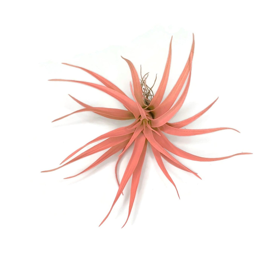 air plant wedding favor Peach Tillandsia Capitata Air Plant, Ionantha Air Plant, Air Plants, B – Florida Shells And More